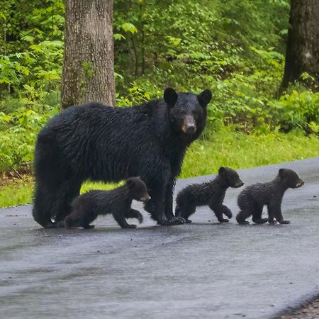 Maple Trails, Wifi, 1089 Free Tickets Each Paid Day, Dollywood And More Gatlinburg Exterior foto